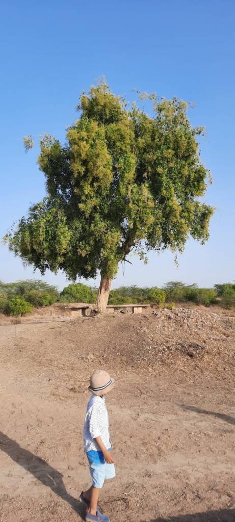 Lothal (Indus Valley Civilization) archaeological site